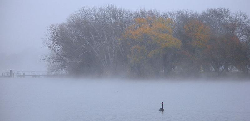 swan mist.jpg - OLYMPUS DIGITAL CAMERA